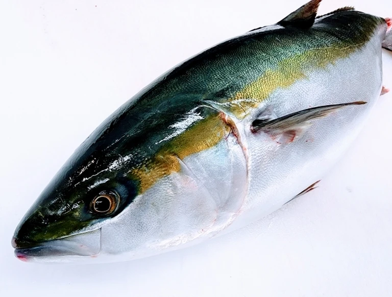 新鮮な魚